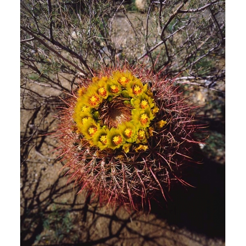 California, Anza-Borrego Barrel Cactus flowers
